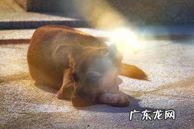 ps加光晕 PS梦幻光晕效果怎么做