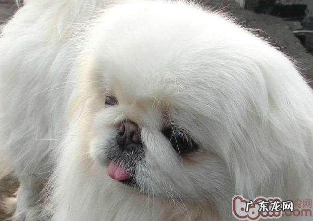 选购京巴狗的常见问题