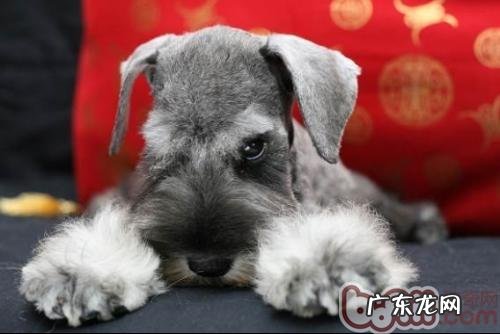 【检测】桌椅测试方法检测狗狗智商