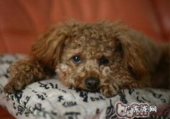 小狗的吻很有可能会给你得病