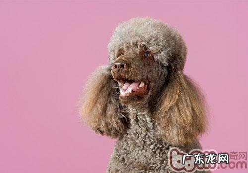 小狗闻癌病靠不靠谱