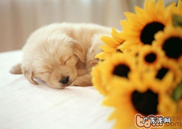 小狗不一样睡姿分析