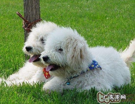 小狗闻屁股是她们的社交媒体方法