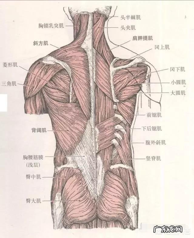 健身中的划船是怎么做的？