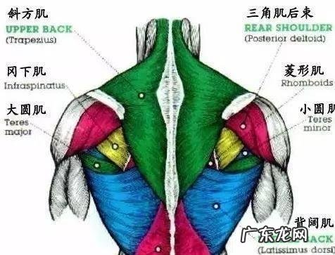 健身中的划船是怎么做的？