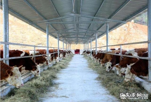 买多大的黄牛进行育肥比较好，该如何饲养？