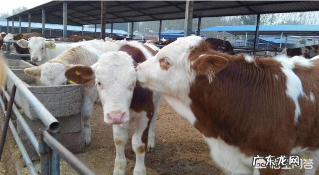 买多大的黄牛进行育肥比较好，该如何饲养？