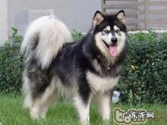 小狗排热只能依靠气喘吗