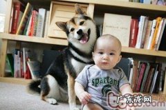 怎样训炼小宠物不和宝宝争风吃醋
