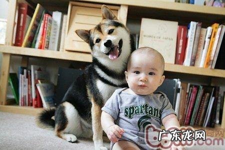 怎样训炼小宠物不和宝宝争风吃醋