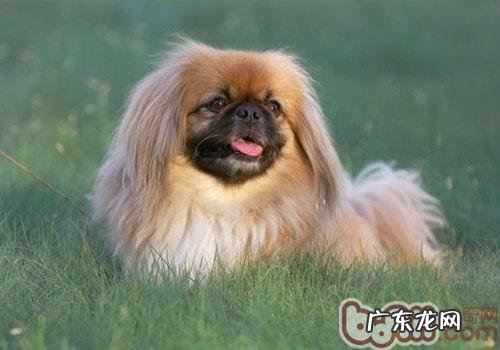 如何去除小狗感受