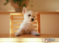 养宠物家中需收好电缆线