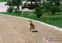 狗狗挑食应该怎么办