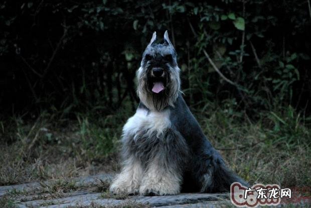 小狗做了立耳术后的保养