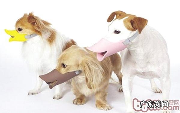 为什么有的狗狗爱乱咬