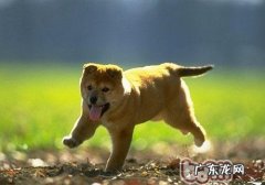 狗狗不吃饭该怎么办