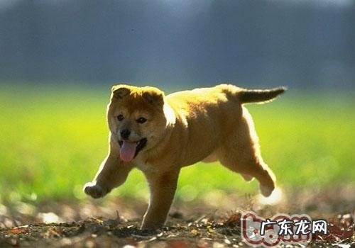 狗狗不吃饭该怎么办