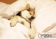 狗狗打架的真实原因是什么