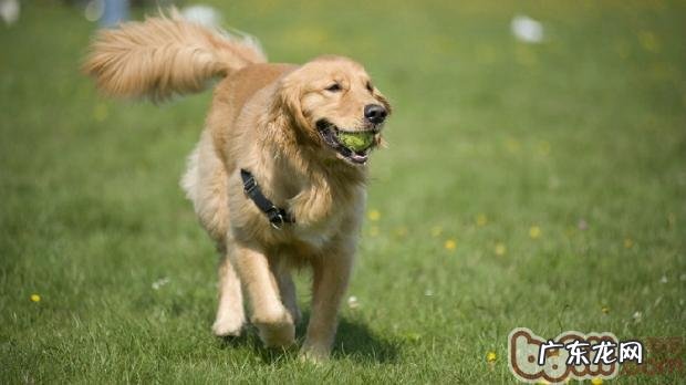 狗狗摇尾巴真的是在套近乎吗