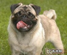 为小宠物海外购食品类也存有风险性