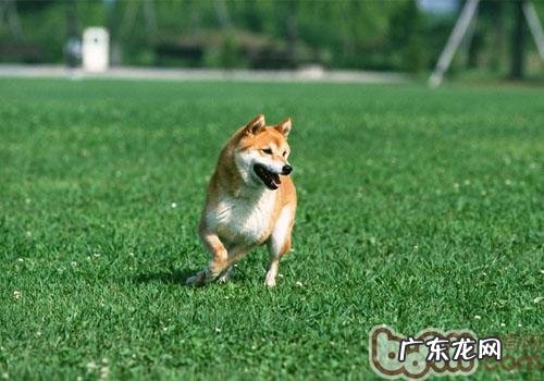 狗狗磨牙是什么原因