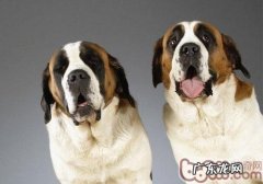 小狗被降水淋湿了怎么办