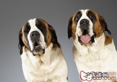 小狗被降水淋湿了怎么办