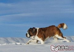 带小狗乘车要留意什么事