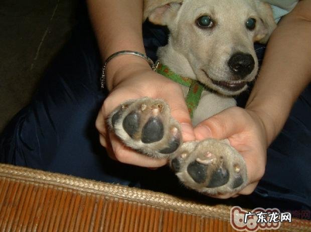 按时为小狗剪修手指甲的益处