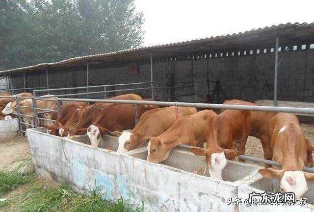 农村快速致富项目? 农村人该怎样搞产业链,发家致富呢?