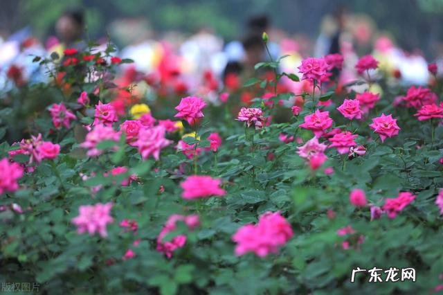 农村快速致富项目？ 农村人该怎样搞产业链，发家致富呢？