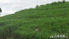 农村快速致富项目？ 农村人该怎样搞产业链，发家致富呢？