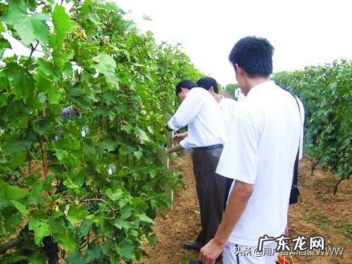 农村快速致富项目? 农村人该怎样搞产业链,发家致富呢?