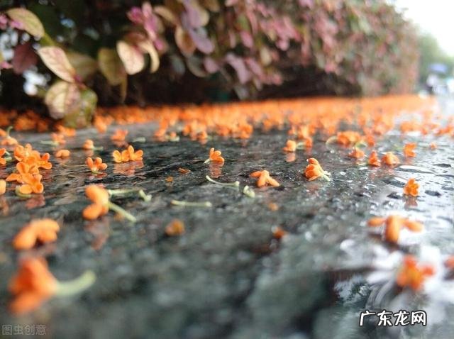 农村快速致富项目? 农村人该怎样搞产业链,发家致富呢?