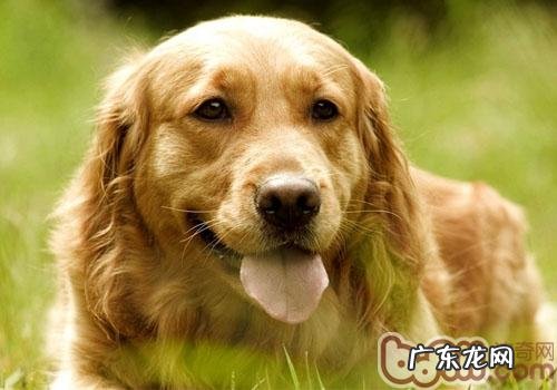 怎么让金毛狗狗吃得更科学研究