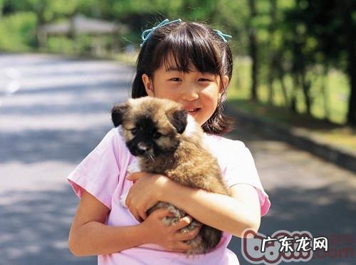 抱小狗的常见问题