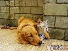 小狗为什么喜欢追猫