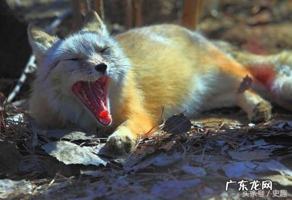 狐狸精女人修炼秘籍 狐狸精女人