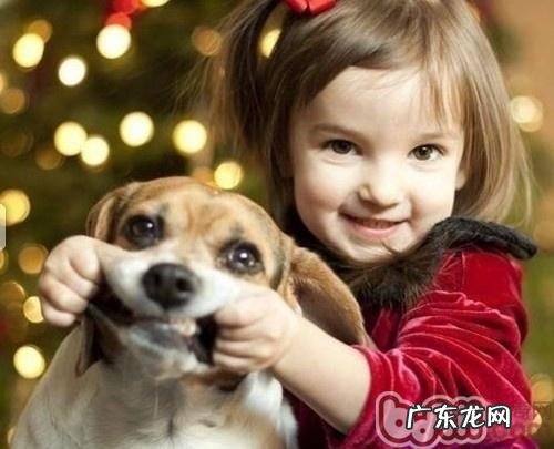 适度的抱住你的小狗