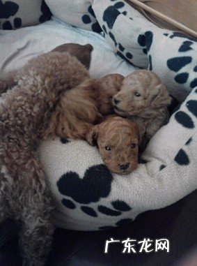 小泰迪选择的五个常见问题