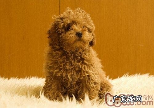 小泰迪选择的五个常见问题