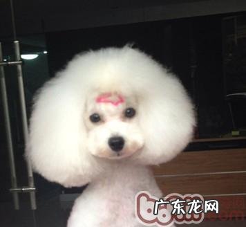 小泰迪选择的五个常见问题