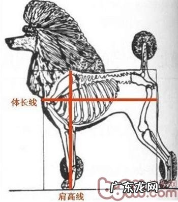 小泰迪选择的五个常见问题