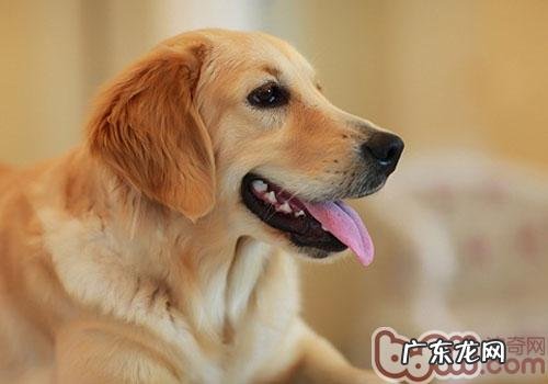 小狗究竟是否可以使听得懂你说的话