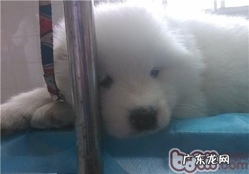 照料动物的常见问题