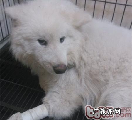 照料动物的常见问题