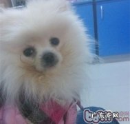 照料动物的常见问题