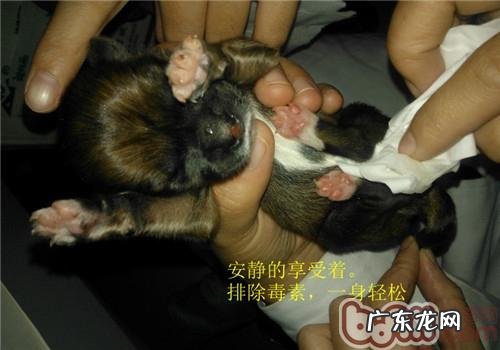 怎样自身照料刚刚出生的幼期小动物