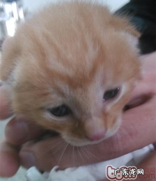 怎样自身照料刚刚出生的幼期小动物