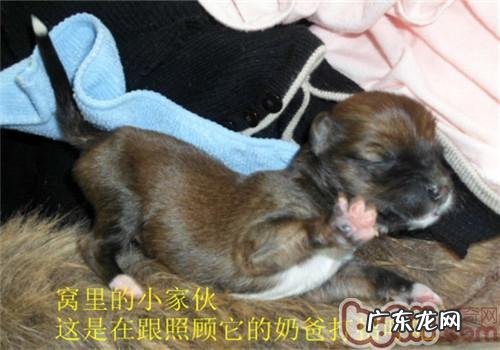 怎样自身照料刚刚出生的幼期小动物